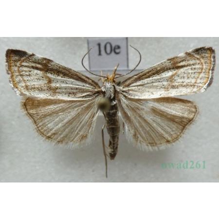 Thisanotia chrysonuchella (Scopoli, 1763) Wachlarzyk kołacznik Czech10e